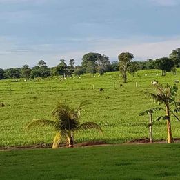Imagem Fazenda à Venda, 8 HAem ZONA RURAL - Cocalinho Imagem Fazenda à Venda, 8 HAem ZONA RURAL - Cocalinho