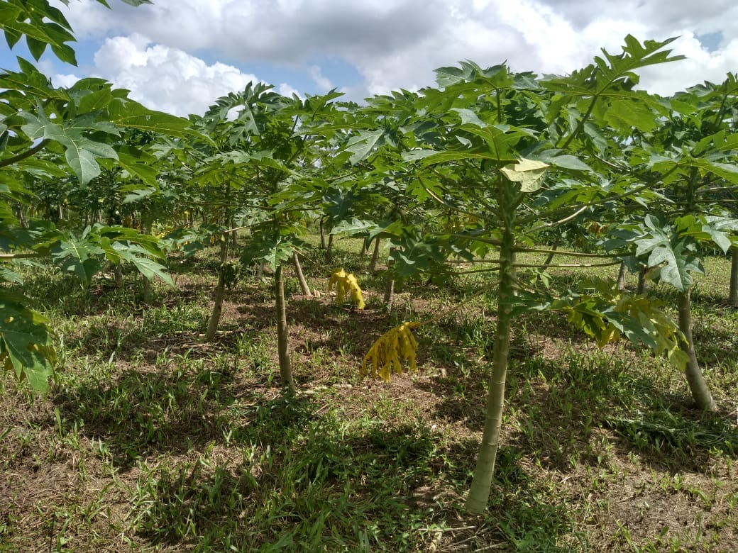 Imagem Chácara à Venda, 37 m²em Zona Rural - Vigia Imagem Chácara à Venda, 37 m²em Zona Rural - Vigia