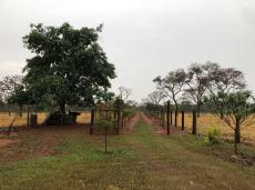 Imagem Chácara com 3 Quartos à Venda, 37 m²em Saraiva - Uberlândia