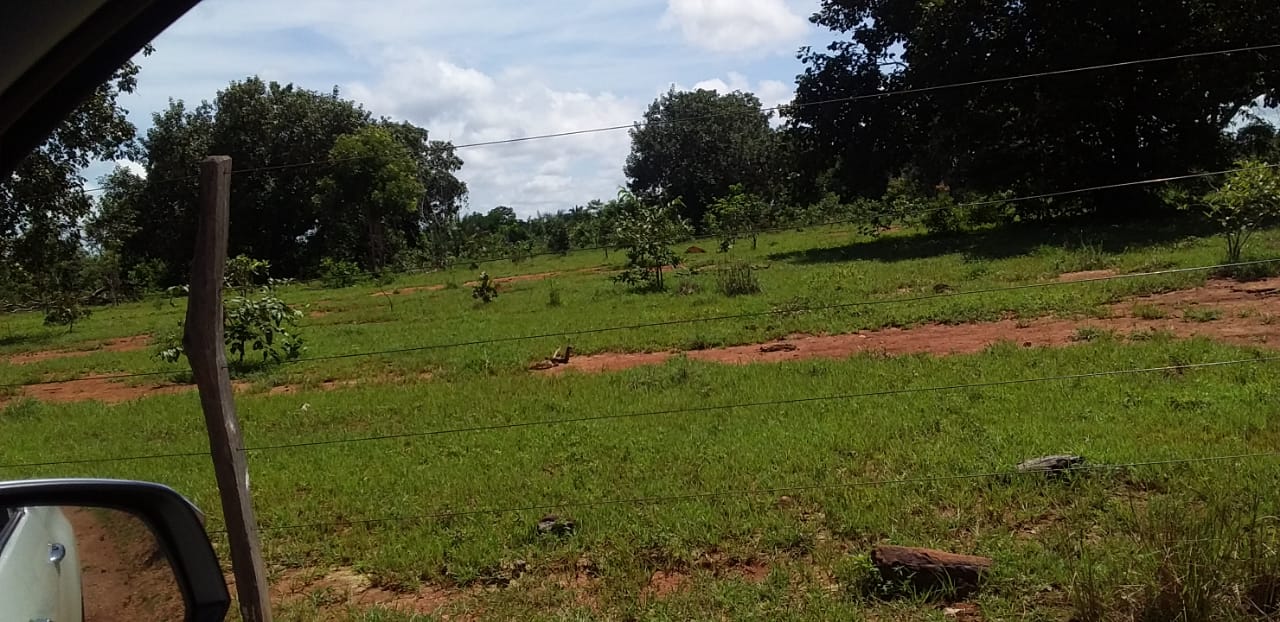 Imagem Fazenda à Venda, 1 HAem Centro - Pequizeiro Imagem Fazenda à Venda, 1 HAem Centro - Pequizeiro