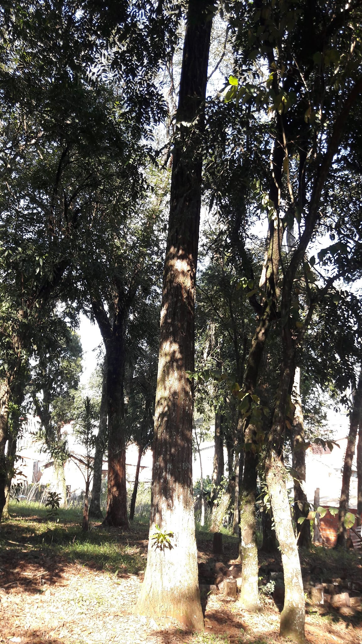 Imagem Terreno à Venda, 3.200 m²em Efapi - Chapecó