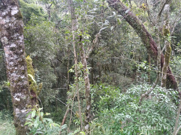 Imagem Terreno à Venda, 1.052 m² em Colinas do Imbiri - Campos do Jordão