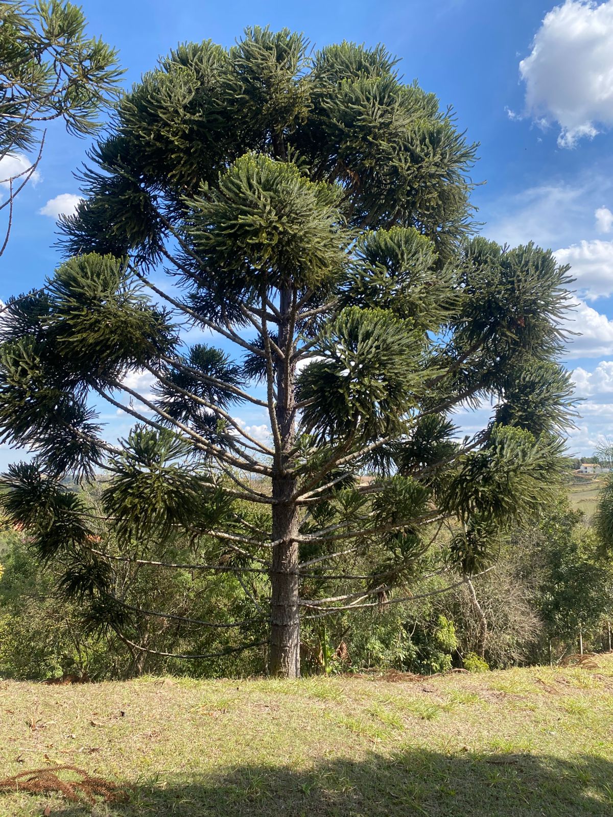 Imagem Chácara com 6 Quartos à Venda, 512 m² em rural - Araçoiaba da Serra