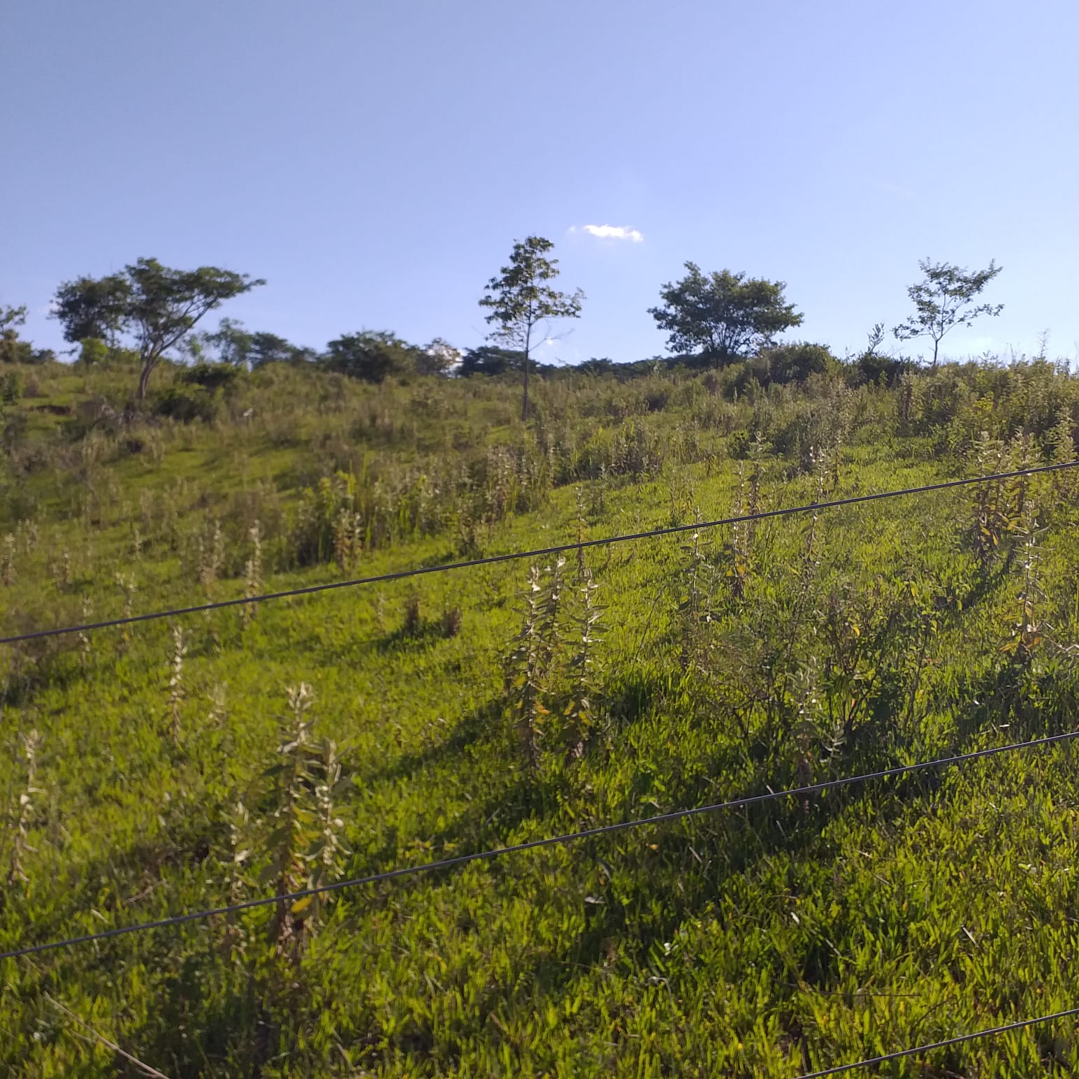 Imagem Fazenda à Venda, 74 Alq. SP em Área Rural de Álvaro de Carvalho - Álvaro de Carvalho Imagem Fazenda à Venda, 74 Alq. SP em Área Rural de Álvaro de Carvalho - Álvaro de Carvalho