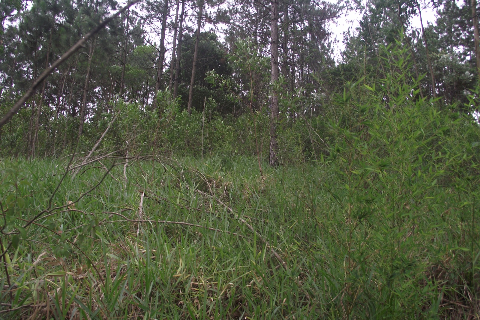Imagem Terreno à Venda, 24.452 m² em Apotribu de Cima - Itu Imagem Terreno à Venda, 24.452 m² em Apotribu de Cima - Itu