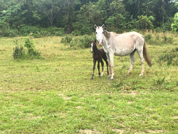Imagem Chácara com 4 Quartos à Venda, em Ramal urubui - Presidente Figueiredo Imagem Chácara com 4 Quartos à Venda, em Ramal urubui - Presidente Figueiredo