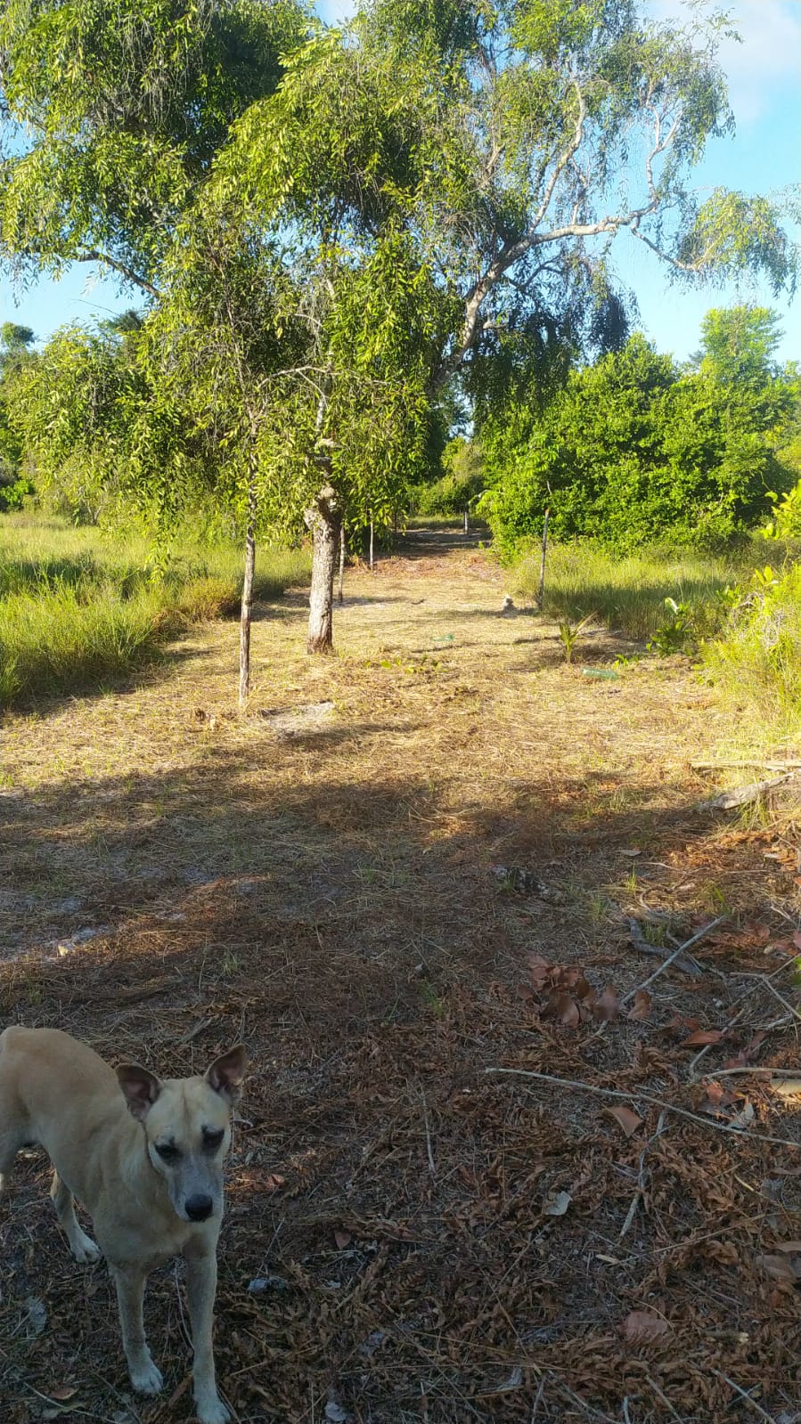 Imagem Terreno à Venda, 310 m²em Velha Boipeba - Cairu