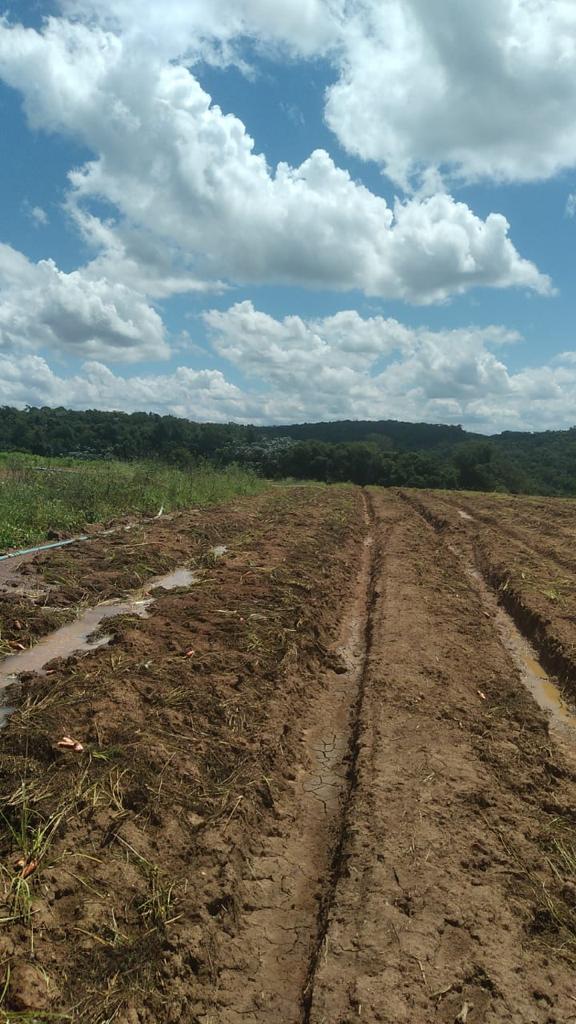 Imagem Fazenda à Venda, 6 Alq. SP em Valadão - Piedade