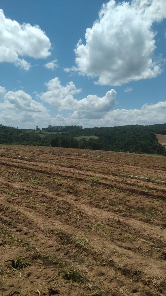 Imagem Fazenda à Venda, 6 Alq. SP em Valadão - Piedade