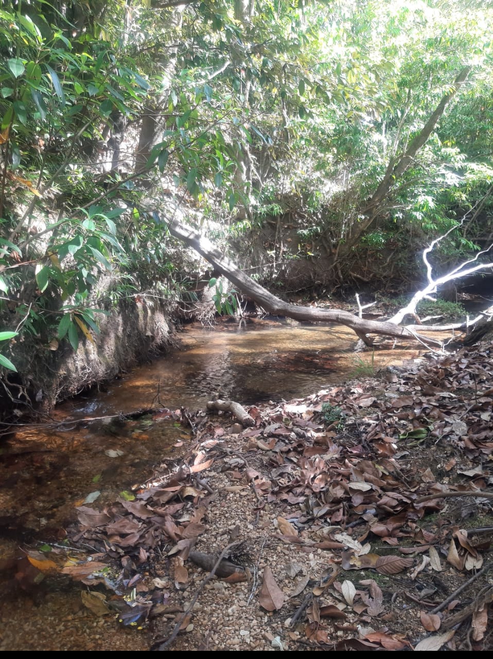 Imagem Fazenda à Venda, 5 HAem Centro - Alto Paraíso de Goiás