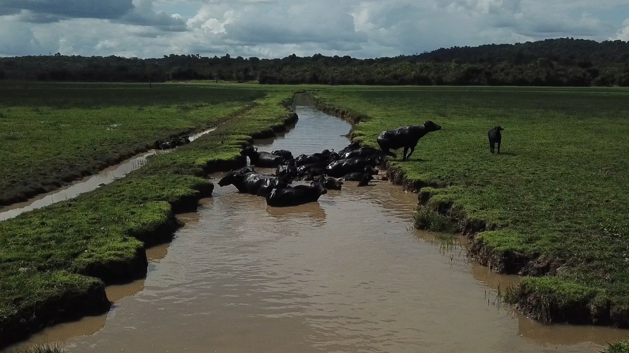 Imagem Fazenda à Venda, 22 HAem rural - Almeirim Imagem Fazenda à Venda, 22 HAem rural - Almeirim