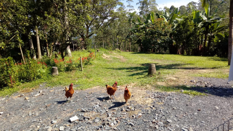 Imagem Terreno à Venda,  em Barracão - Orleans