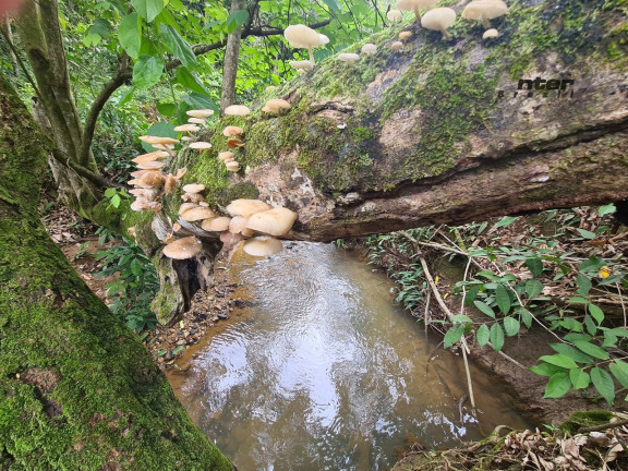 Imagem Fazenda à Venda, 24 HA em brazlandia - Brasília