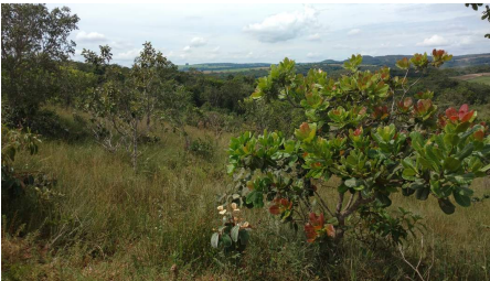 Imagem Fazenda à Venda, 8 Alq GOem Zona Rural - Silvânia
