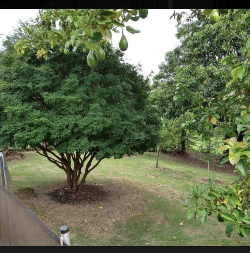 Imagem Chácara com 3 Quartos à Venda, 186 m²em Colinas do Castelo - Jaguariúna