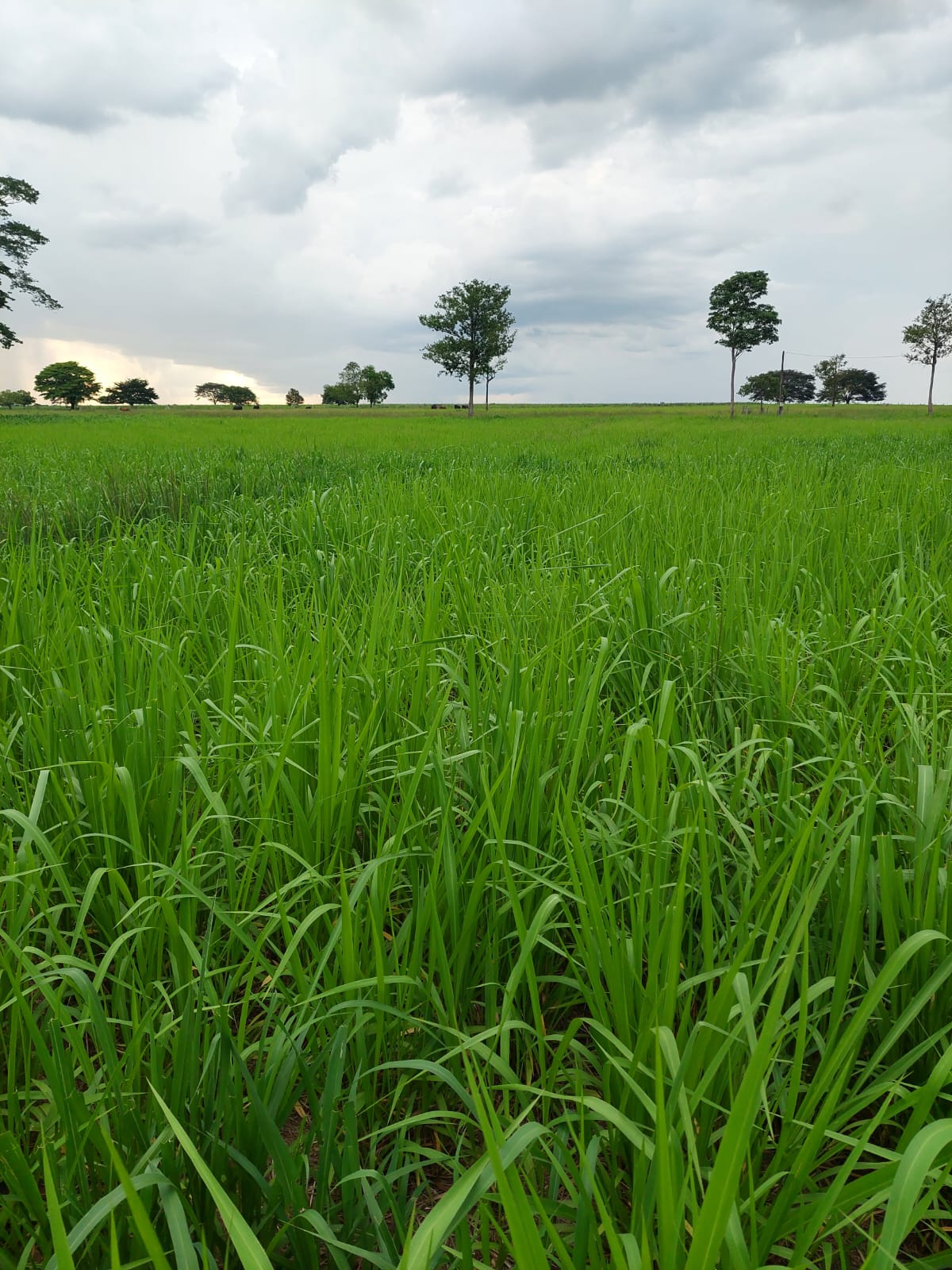 Imagem Fazenda à Venda, 968 m² em Estiva - Itajubá Imagem Fazenda à Venda, 968 m² em Estiva - Itajubá