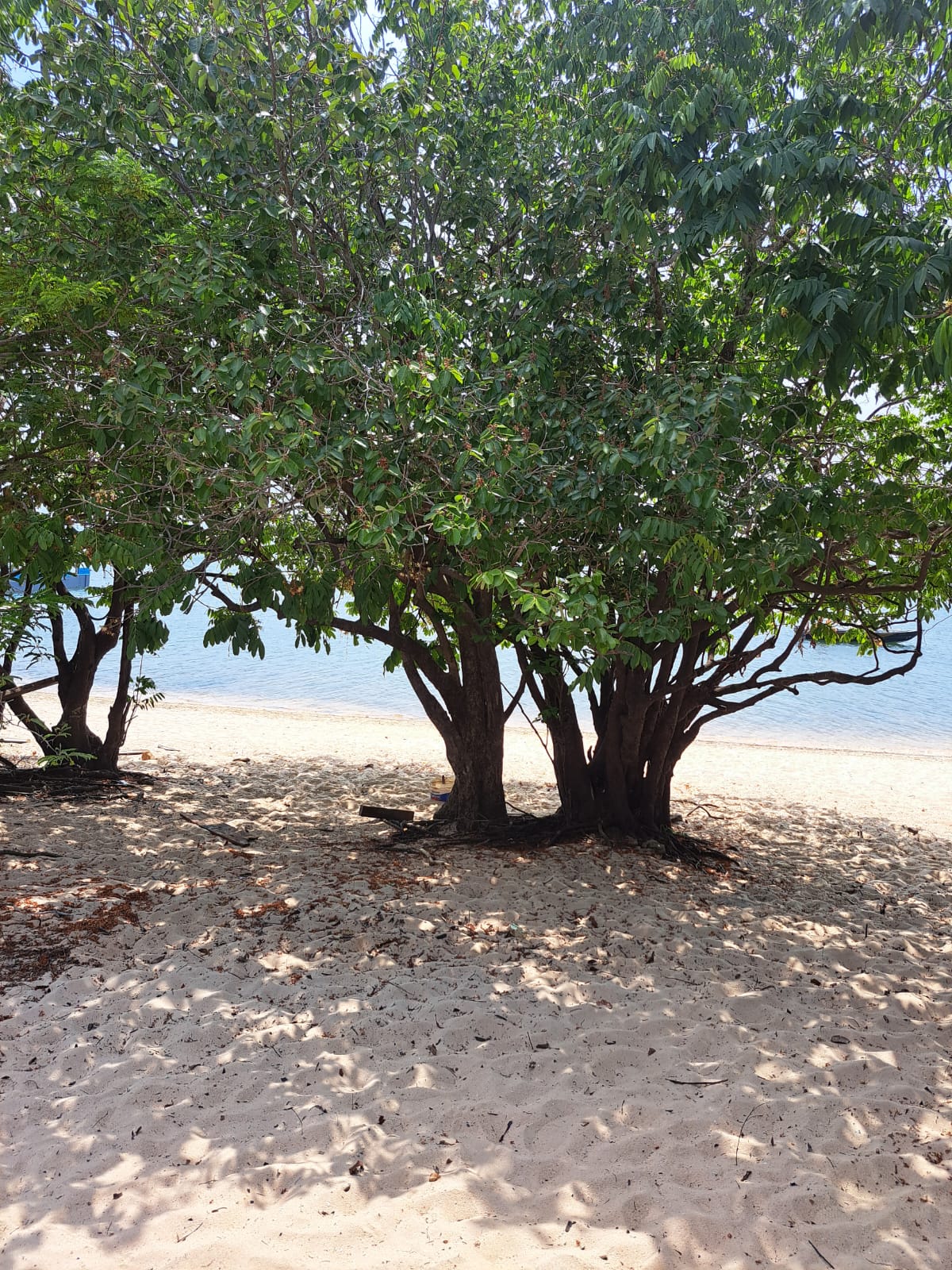 Imagem Terreno à Venda, 1 m²em Alter do Chão - Santarém Imagem Terreno à Venda, 1 m²em Alter do Chão - Santarém