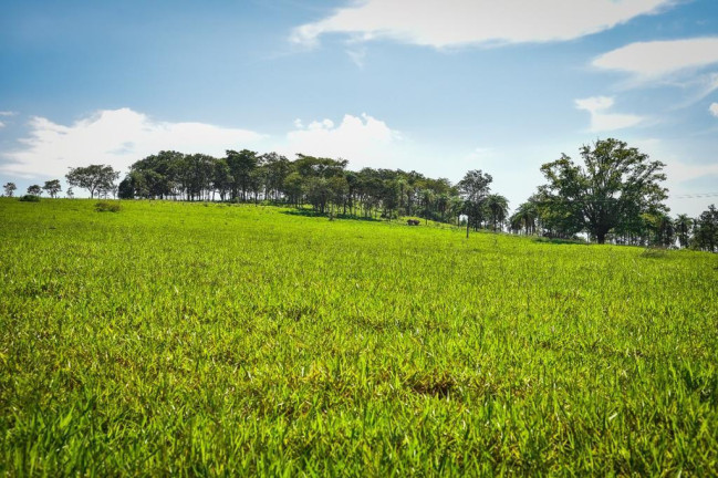 Imagem Fazenda à Venda, 2.000 m² em Zona Rural - Conquista Imagem Fazenda à Venda, 2.000 m² em Zona Rural - Conquista