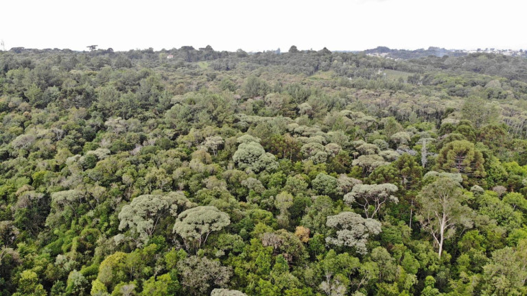 Imagem Terreno à Venda, 19.600 m² em Colônia Faria - Colombo