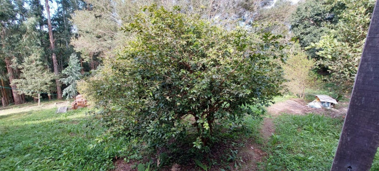 Imagem Chácara com 2 Quartos à Venda, 1 m² em Bateias - Campo Largo