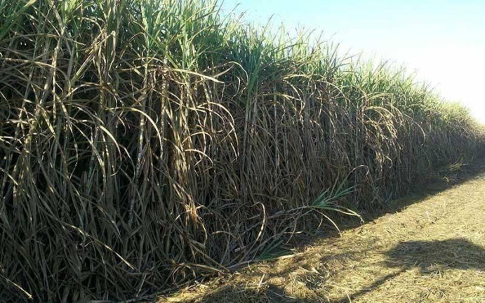 Imagem Fazenda à Venda, 100.000.000 m² em Campos Elíseos - São Paulo Imagem Fazenda à Venda, 100.000.000 m² em Campos Elíseos - São Paulo