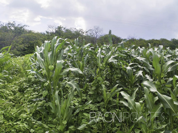 Imagem Fazenda à Venda, 1.710.000 m² em Zona Rural - São Pedro Imagem Fazenda à Venda, 1.710.000 m² em Zona Rural - São Pedro