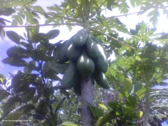 Imagem Chácara à Venda, em Recanto Das Acácias - São Roque Imagem Chácara à Venda, em Recanto Das Acácias - São Roque
