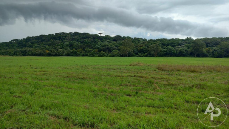 Imagem Terreno à Venda, 81.332 m² em Colônia Dona Luíza - Ponta Grossa