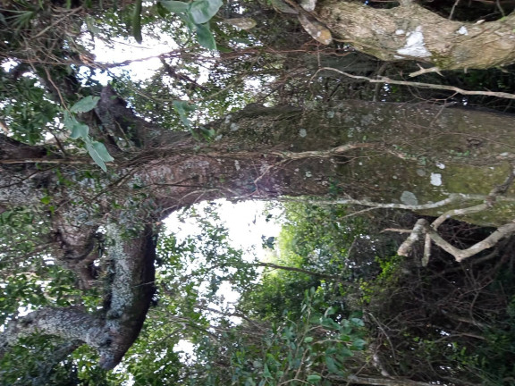 Imagem Chácara à Venda, 20.000 m² em águas Claras - Viamão