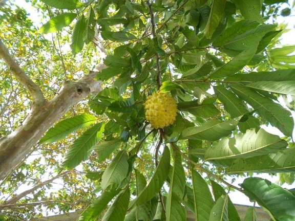 Imagem Fazenda à Venda,  em Araxá