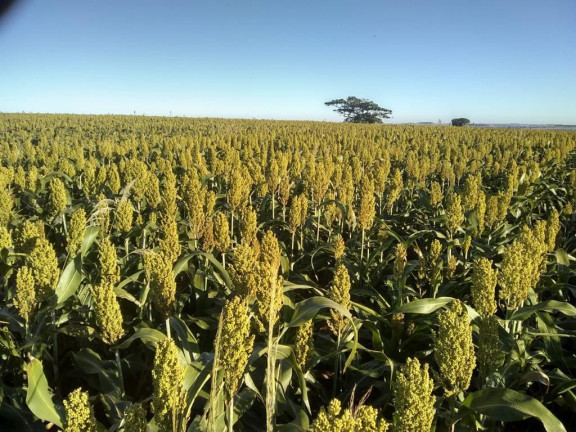 Imagem Fazenda à Venda, 632 m² em Rural - Echaporã
