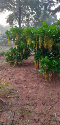 Imagem Chácara com 3 Quartos à Venda, 30.000 m² em Chapada Dos Guimarães Imagem Chácara com 3 Quartos à Venda, 30.000 m² em Chapada Dos Guimarães