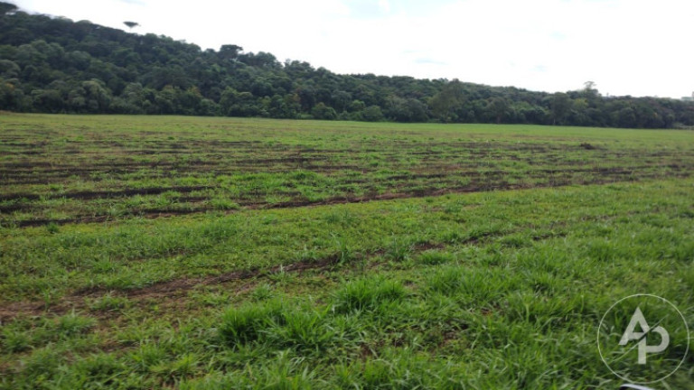 Imagem Terreno à Venda, 81.332 m² em Colônia Dona Luíza - Ponta Grossa