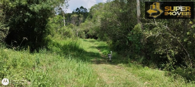 Imagem Imóvel com 4 Quartos à Venda, 150.000 m² em Zona Rural - Morro Redondo Imagem Imóvel com 4 Quartos à Venda, 150.000 m² em Zona Rural - Morro Redondo