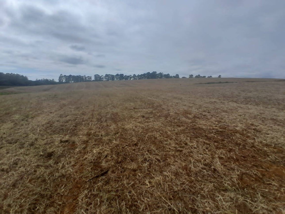 Imagem Fazenda à Venda, 700 m² em São Vicente De Minas Imagem Fazenda à Venda, 700 m² em São Vicente De Minas