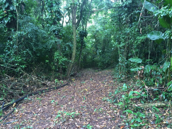 Imagem Fazenda à Venda, 6.000 m² em Centro - Itariri Imagem Fazenda à Venda, 6.000 m² em Centro - Itariri