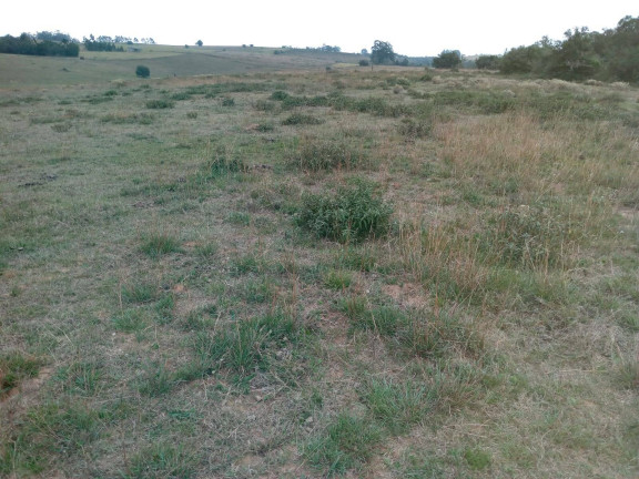 Imagem Chácara à Venda, 60.000 m² em Capão Da Porteira - Viamão