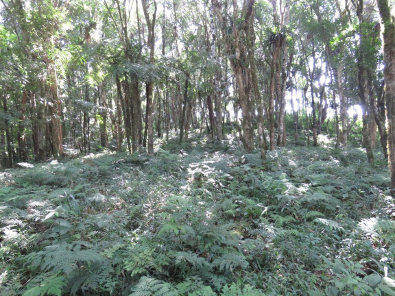 Imagem Terreno à Venda, 36.260 m² em Colonia Murici - São José Dos Pinhais Imagem Terreno à Venda, 36.260 m² em Colonia Murici - São José Dos Pinhais