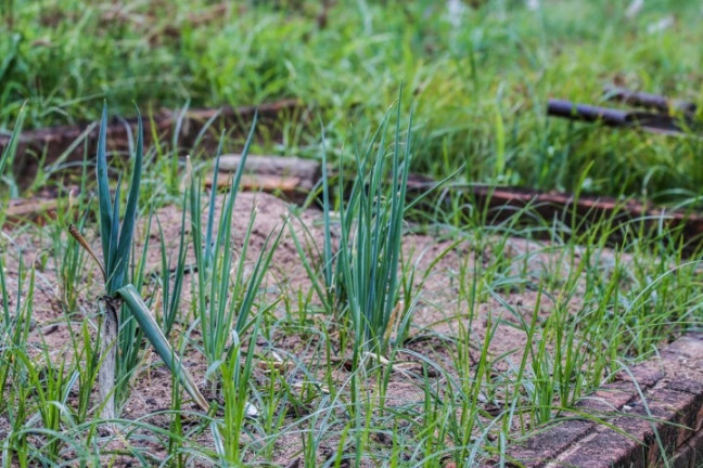 Imagem Chácara à Venda, 2 m² em águas Claras - Viamão
