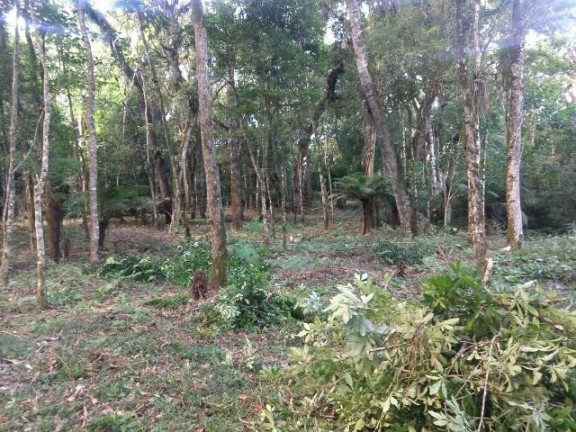 Imagem Terreno à Venda, 9.100 m² em Campestre Da Faxina - São José Dos Pinhais