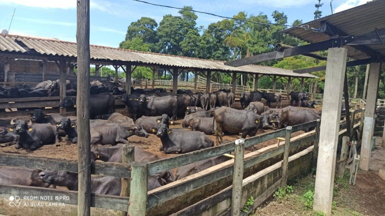 Imagem Fazenda à Venda, 56 m² em Zona De Pecuária - Pilar Do Sul Imagem Fazenda à Venda, 56 m² em Zona De Pecuária - Pilar Do Sul