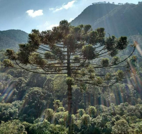 Imagem Imóvel à Venda, em Bocaina De Minas Imagem Imóvel à Venda, em Bocaina De Minas