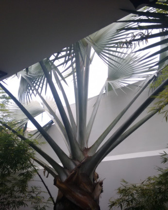 Imagem Sobrado com 4 Quartos à Venda, em Jardim Da Saúde - São Paulo Imagem Sobrado com 4 Quartos à Venda, em Jardim Da Saúde - São Paulo
