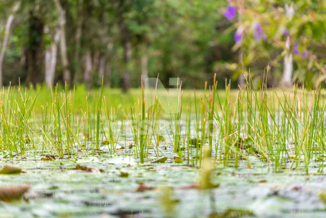 Imagem Terreno à Venda,  em Rio Do Meio - Camboriu