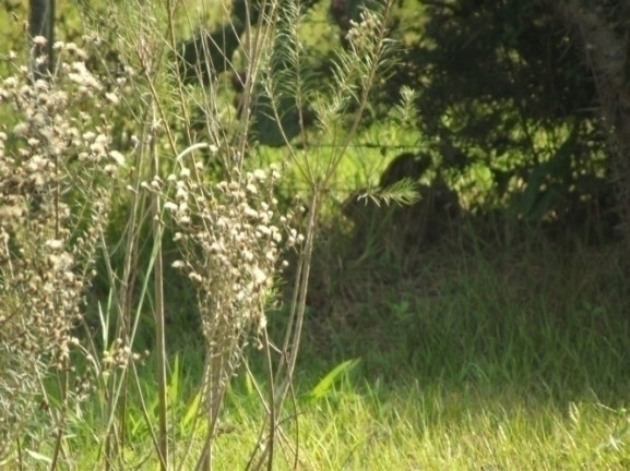 Imagem Chácara à Venda, 8 m² em águas Claras - Viamão Imagem Chácara à Venda, 8 m² em águas Claras - Viamão