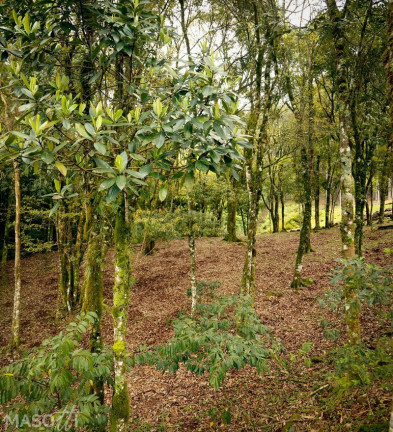 Imagem Chácara à Venda, 30.000 m² em Linha 28 - Gramado Imagem Chácara à Venda, 30.000 m² em Linha 28 - Gramado