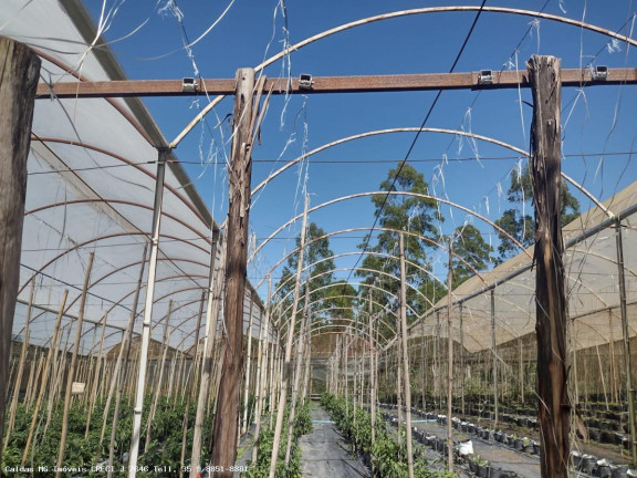 Imagem Chácara com 8 Quartos à Venda, 21.000 m² em Zona Rural - Caldas Imagem Chácara com 8 Quartos à Venda, 21.000 m² em Zona Rural - Caldas