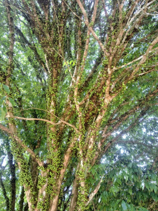 Imagem Chácara à Venda, 2 m² em Briet Catuçaba - São Luíz Do Paraitinga Imagem Chácara à Venda, 2 m² em Briet Catuçaba - São Luíz Do Paraitinga