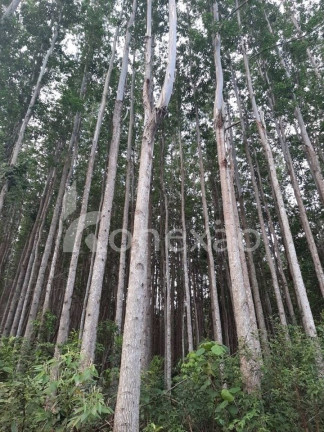 Imagem Chácara com 4 Quartos à Venda, 200 m² em Centro - Paraibuna Imagem Chácara com 4 Quartos à Venda, 200 m² em Centro - Paraibuna
