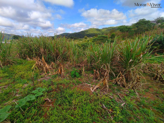 Imagem Chácara à Venda, 3.000 m² em Campestre Da Faxina - São José Dos Pinhais
